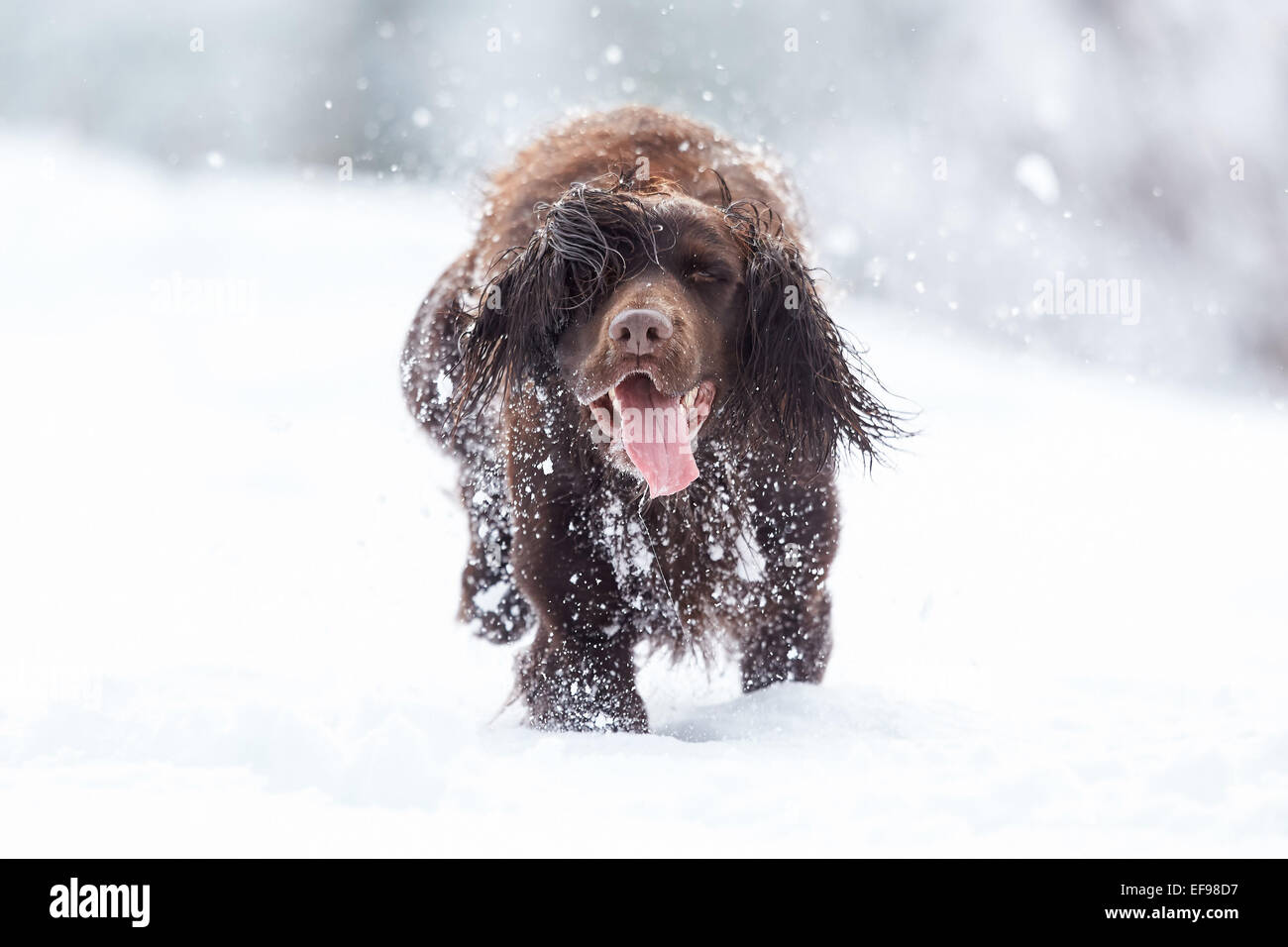 Glencreran, Argyll, Scotland, UK. 29th January, 2015. UK Weather: Rusty, a cocker spaniel enjoying playing in the heavy fall of snow that saw much of the west of Scotland covered overnight. Credit:  John MacTavish/Alamy Live News Stock Photo