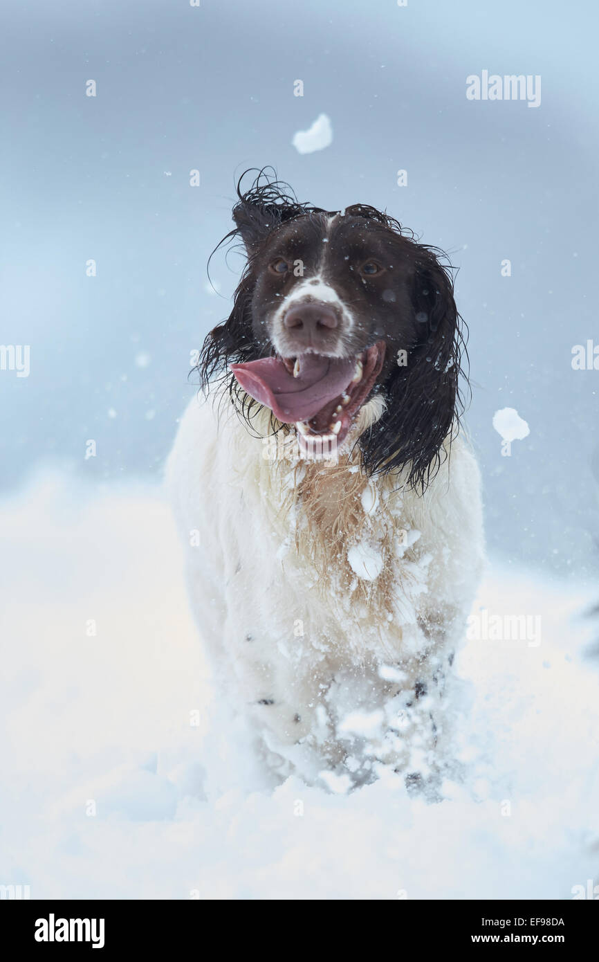 Glencreran, Argyll, Scotland, UK. 29th January, 2015. UK Weather: Bailey, an English Springer Spaniel enjoying playing in the heavy fall of snow that saw much of the west of Scotland covered overnight. Credit:  John MacTavish/Alamy Live News Stock Photo