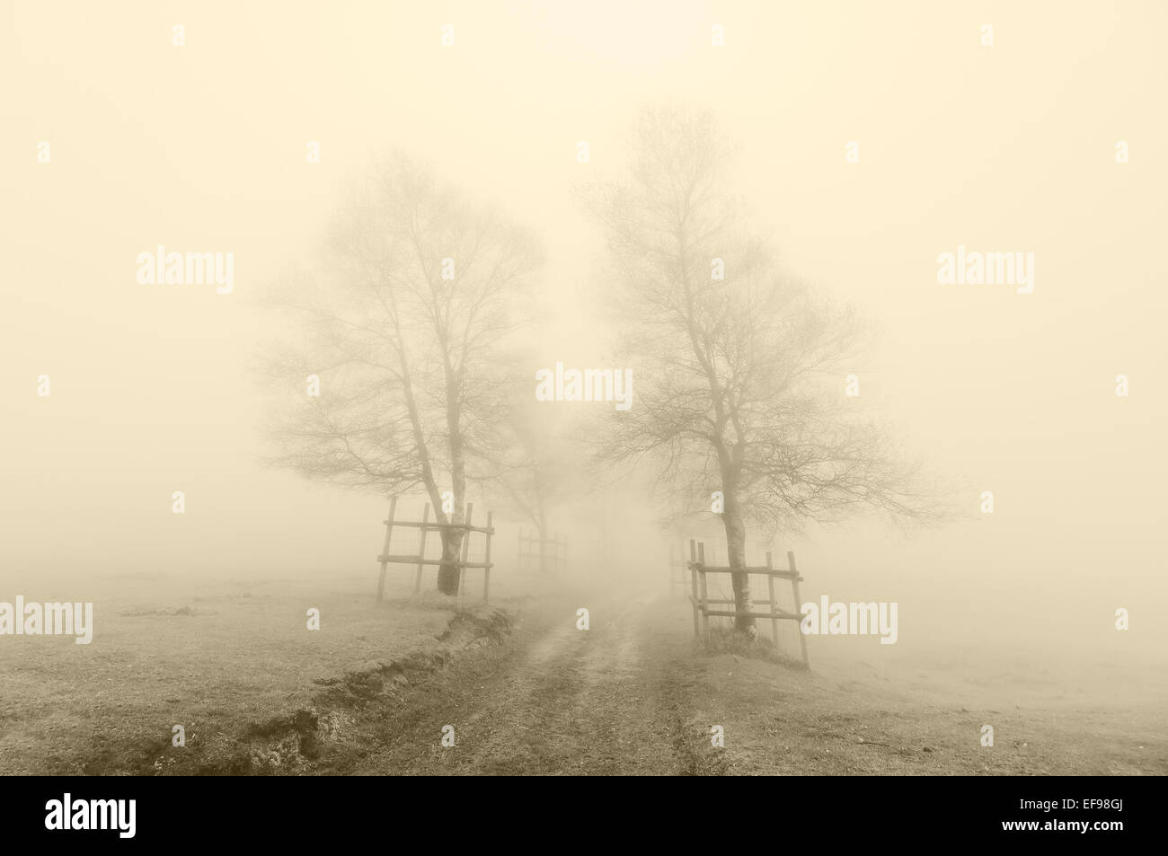 mysterious and foggy path surrounding by trees with sepia color Stock Photo