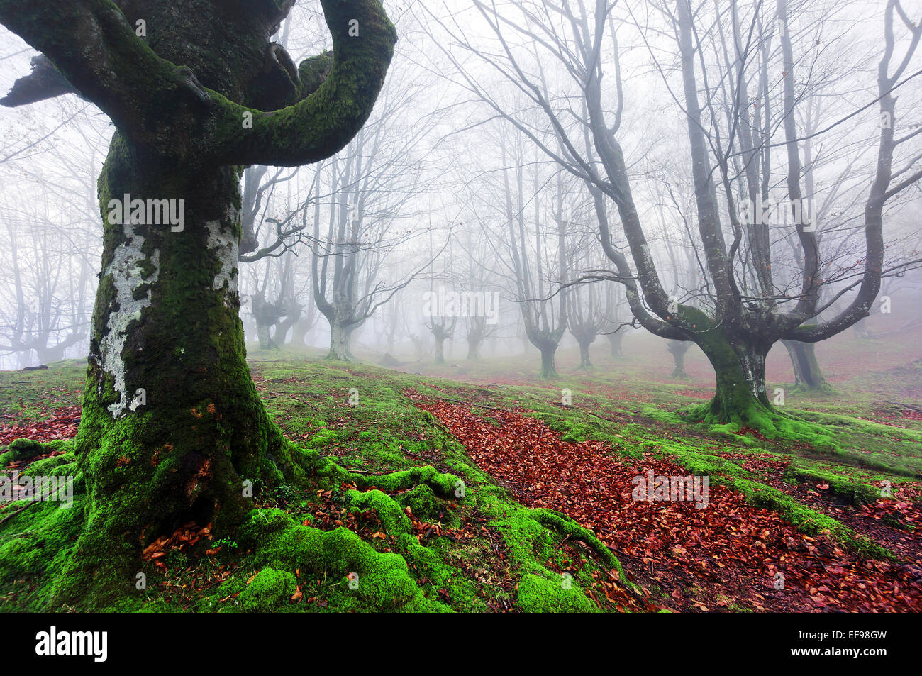 path in the foggy forest Stock Photo - Alamy