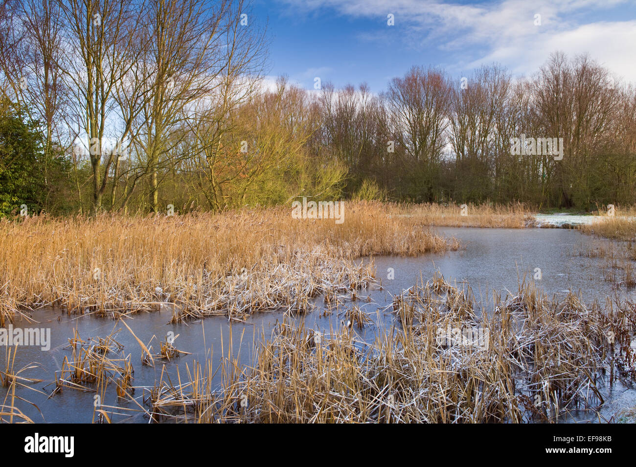 The Humber Bridge Viewing Area pond on a cold winter day in January 2015. Stock Photo