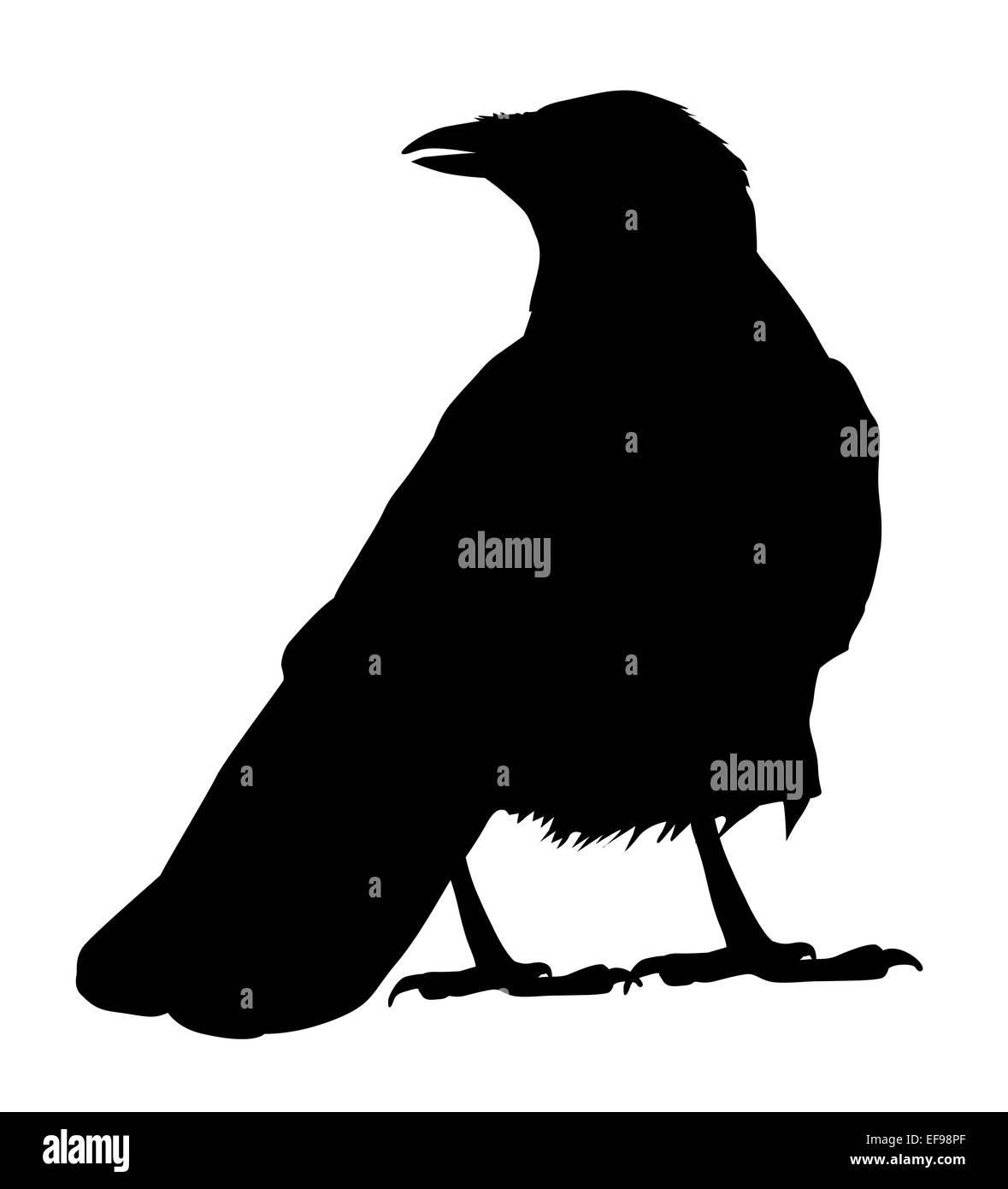 Evil Raven Landing Drawing Dondrupcom