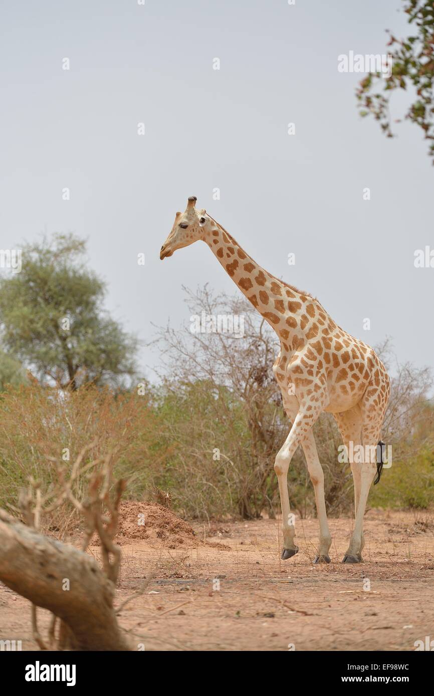 nigerian-giraffe-giraffa-camelopardalis-peralta-hi-res-stock