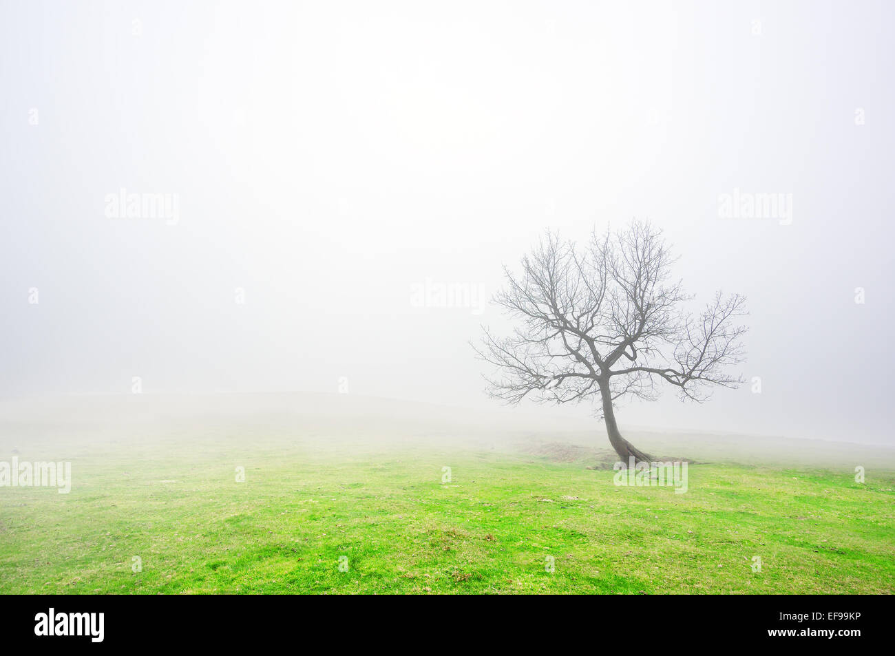 lonely bare tree with fog Stock Photo - Alamy