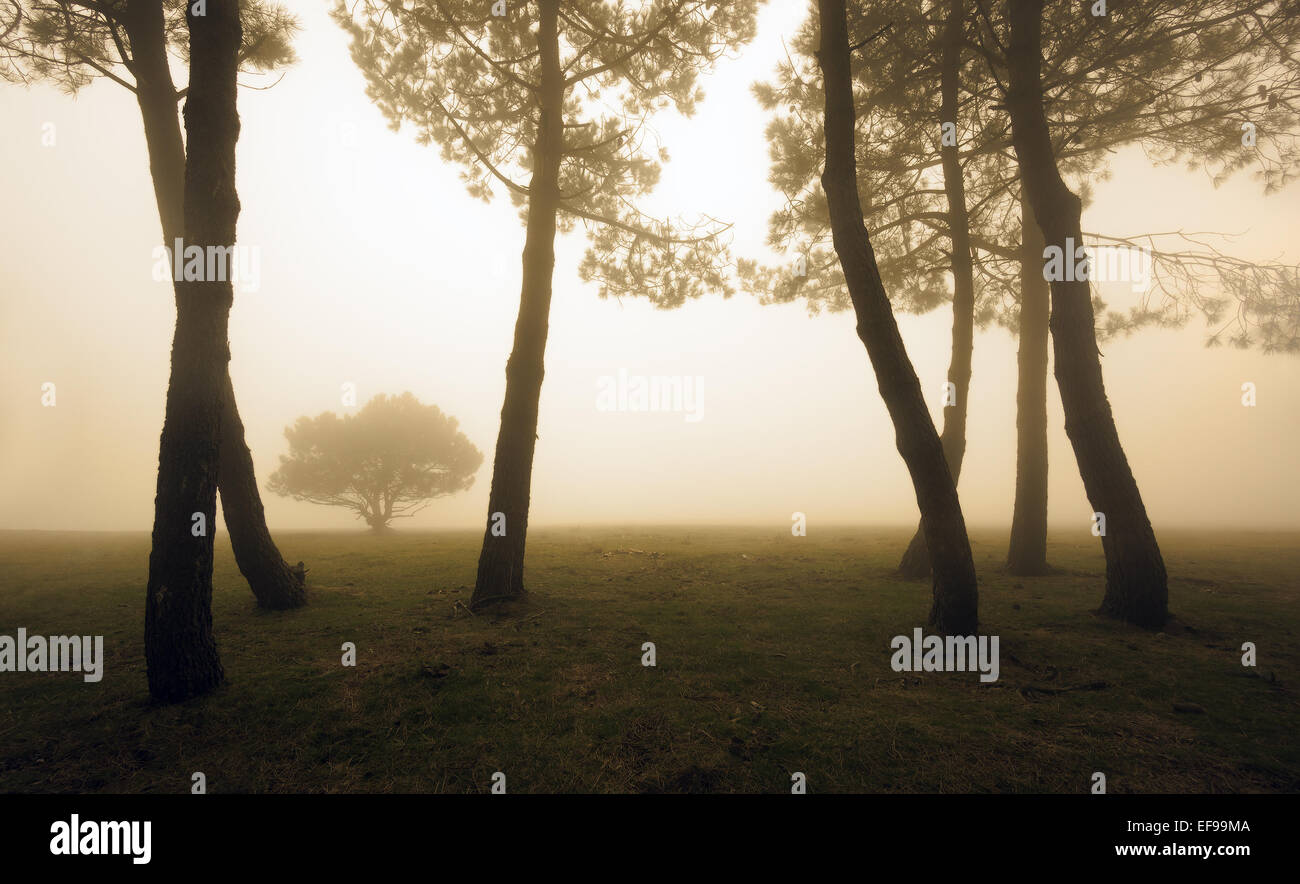 Fog trees silhouette hi-res stock photography and images - Alamy