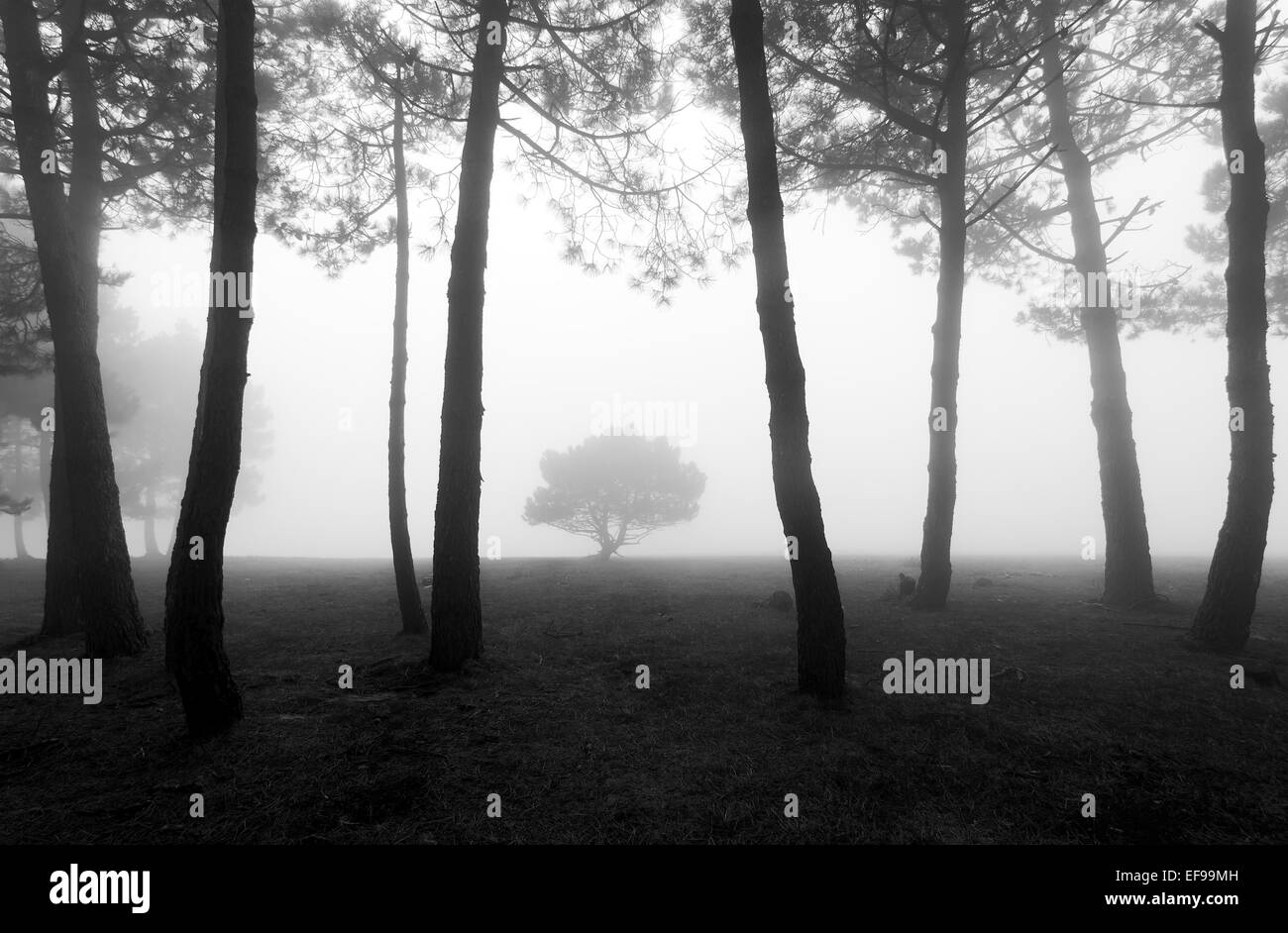 mysterious foggy forest in black and white Stock Photo - Alamy
