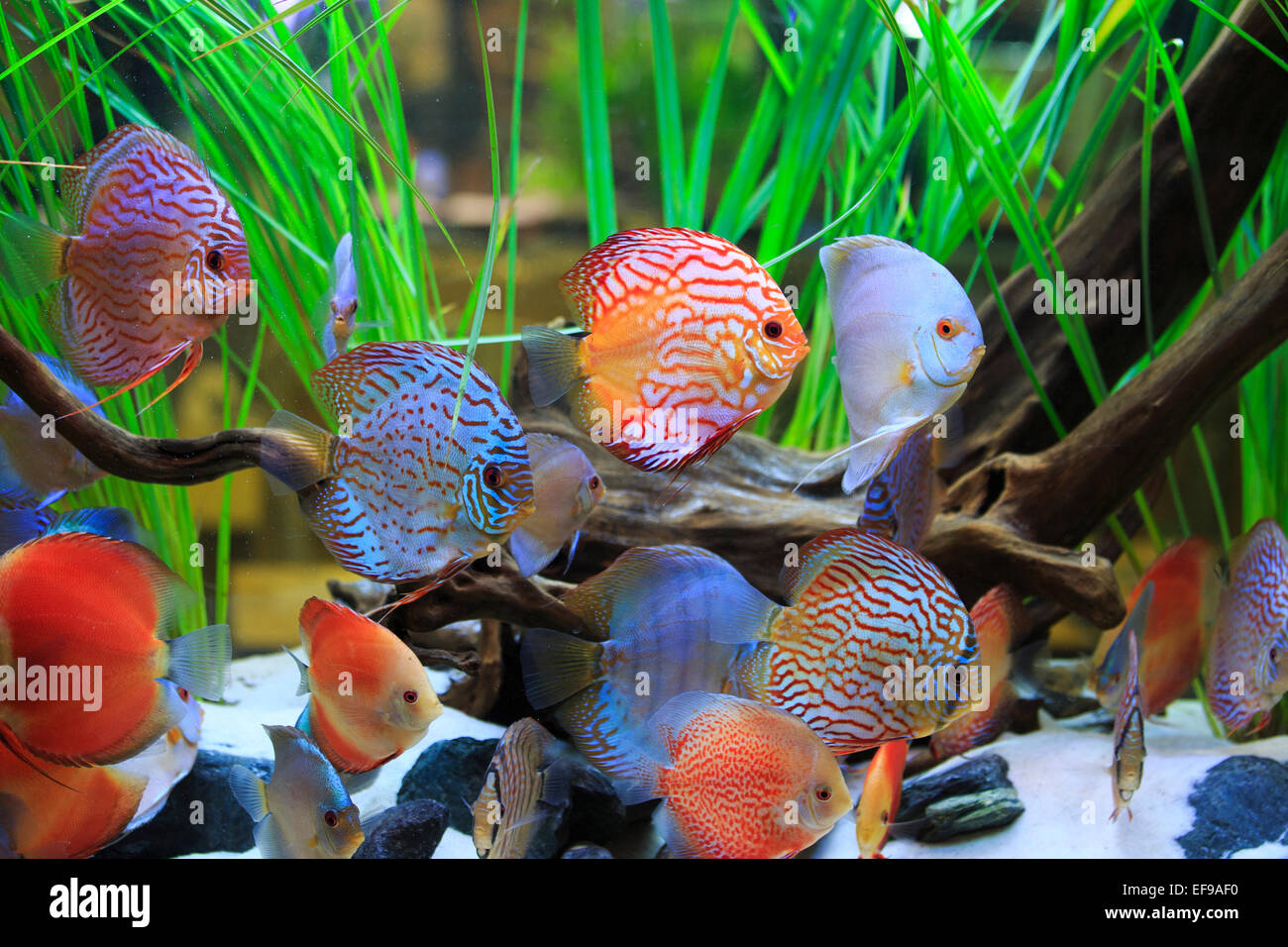symphysodon discus in a tank with aquatic plants Stock Photo Alamy