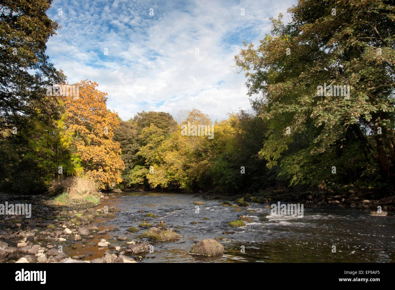 The River Kent near Kendal flows over limestone slabs in the Lake District National Park Stock Photo