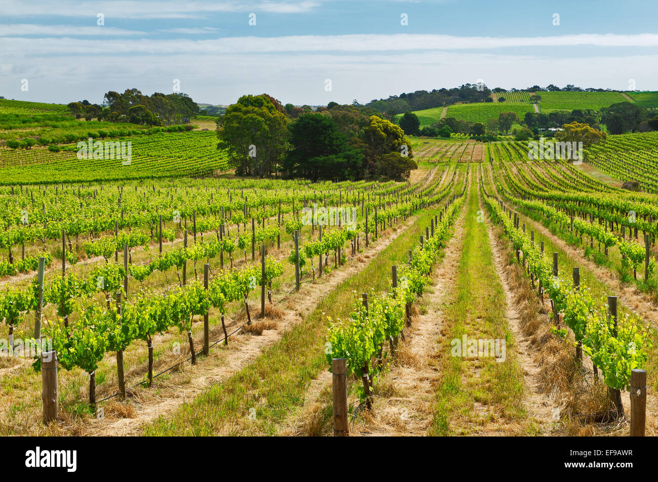 Vineyards in McLaren Vale. Stock Photo