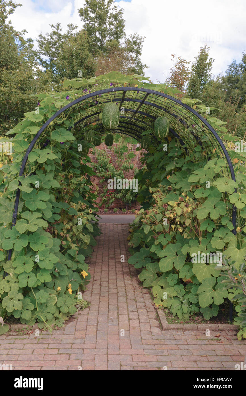 Vegetable growing arch hi-res stock photography and images - Alamy