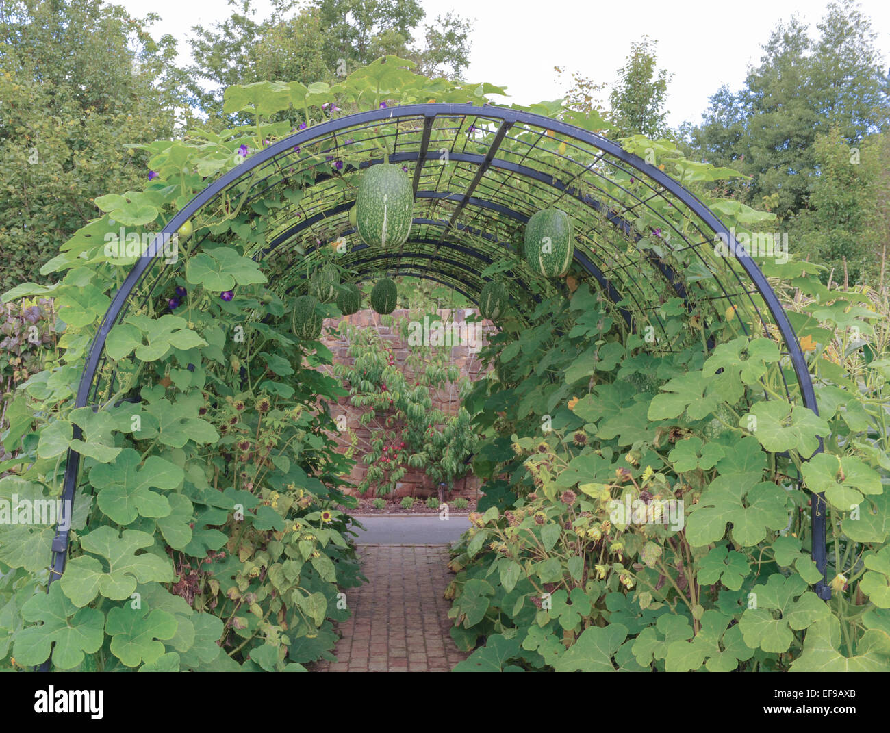 Fig Leaf Gourd Growing on a Pergola in the Fruit and Vegetable Garden