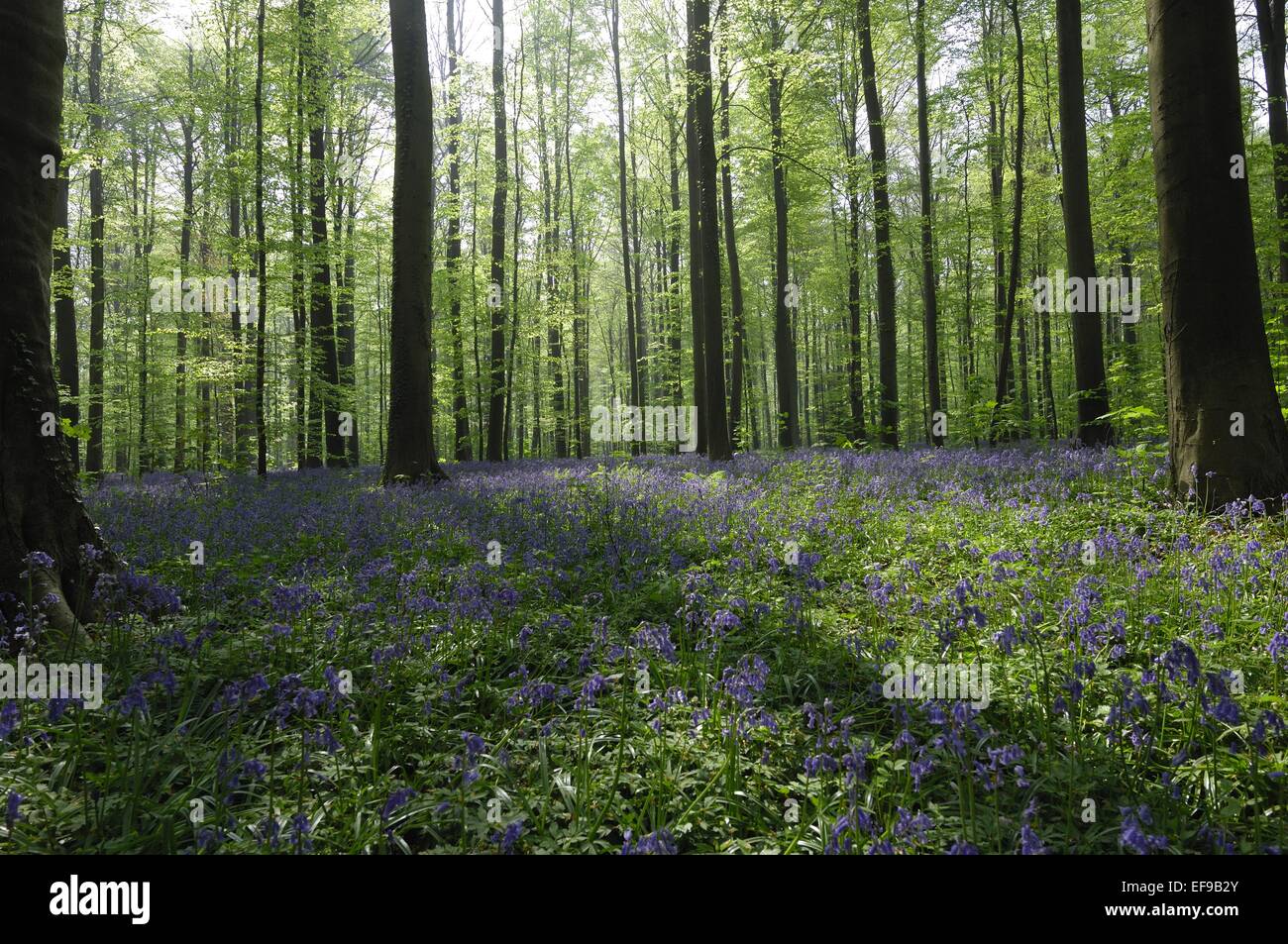 Wood hyacinth hires stock photography and images Alamy