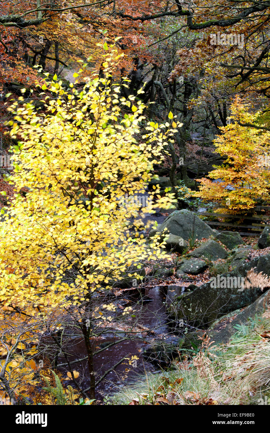 Autumn colour in Padley Gorge in the Peak District National Park, England Stock Photo