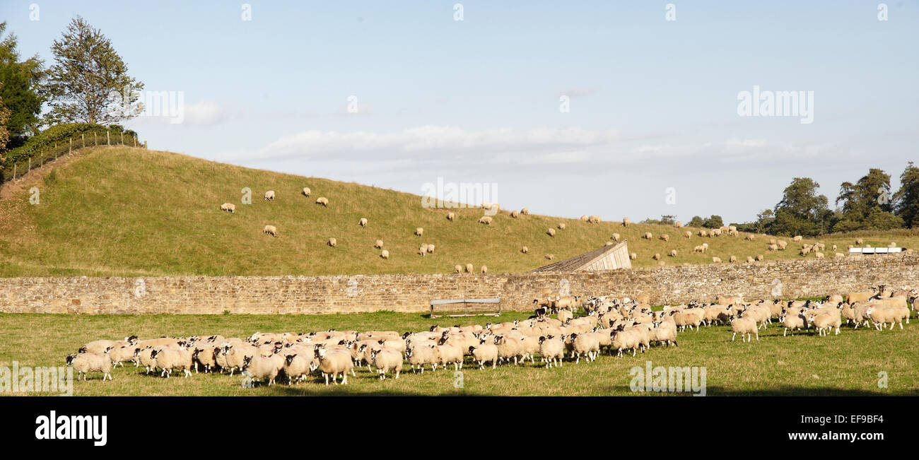 Sheep being gathered by dogs near Masham in the Yorkshire Dales National Park Stock Photo