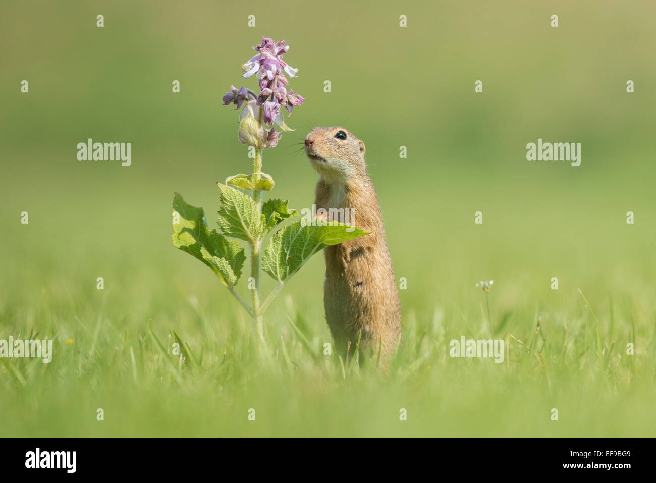 European ground squirrel with flower, (Spermophilus citellus), Lower Austria, Austria Stock Photo
