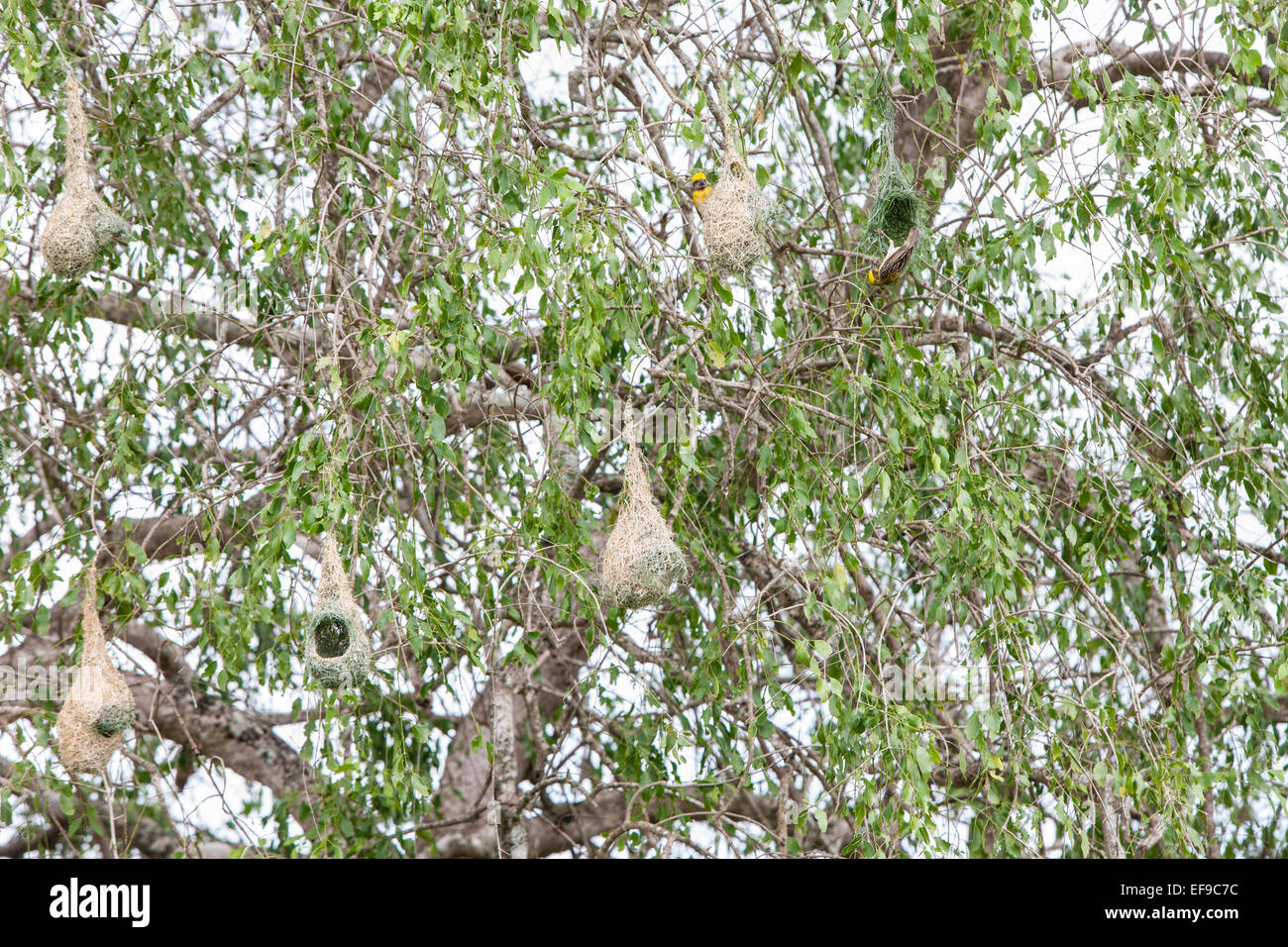 Baya weaver bird nests at yala national park hires stock photography