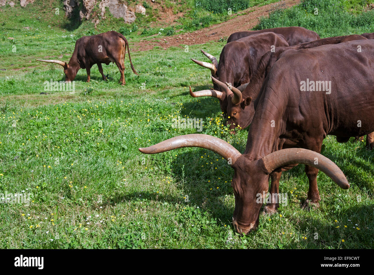 Watusi / AnkoleWatusi / Ankole longhorn (Bos taurus) cows with