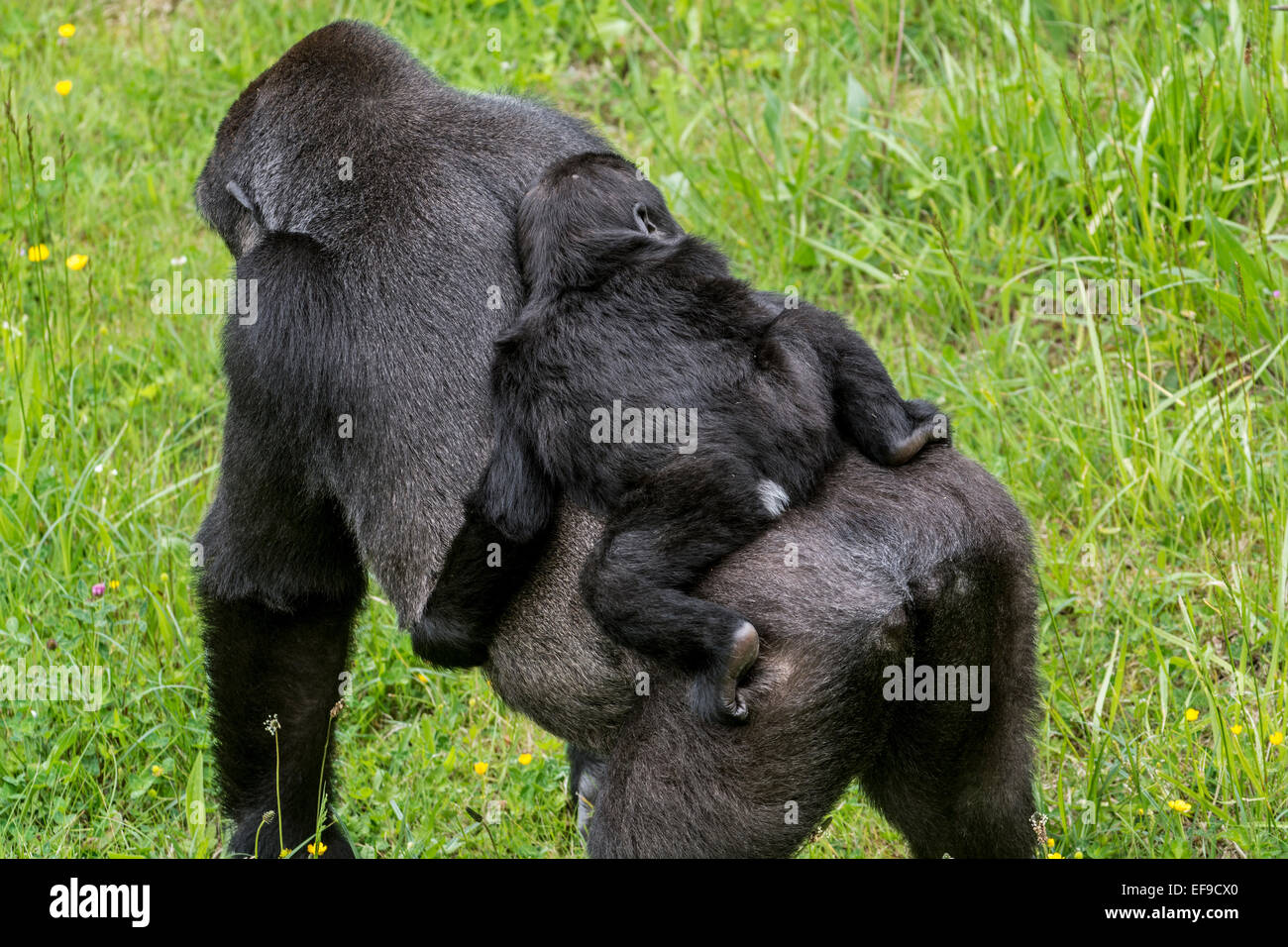 Western lowland gorilla (Gorilla gorilla gorilla) baby riding on mother's back Stock Photo