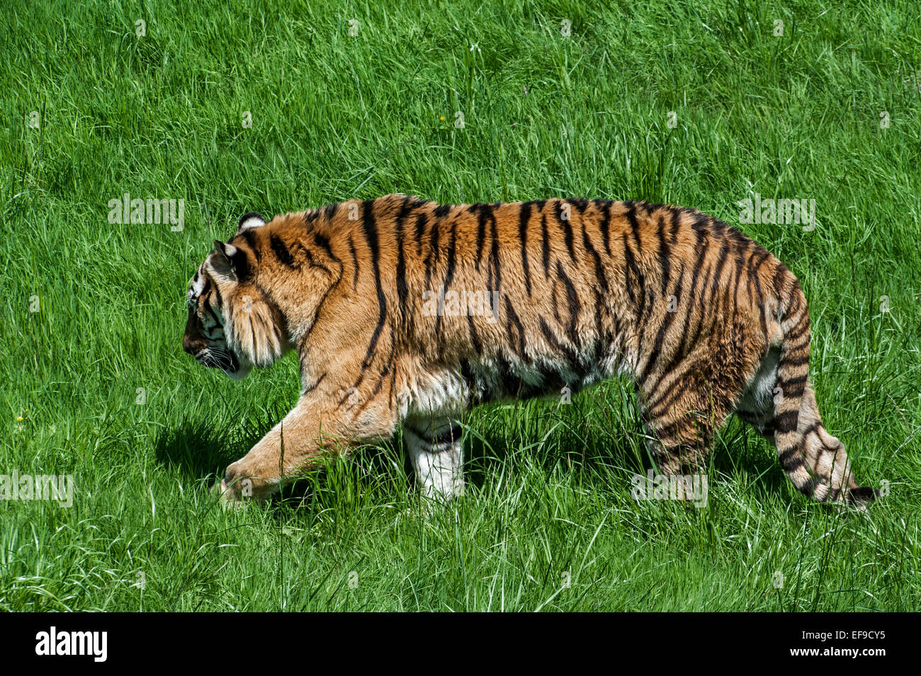 Bengal tiger (Panthera tigris tigris) native to India, Bangladesh, Nepal and Bhutan walking in grassland Stock Photo