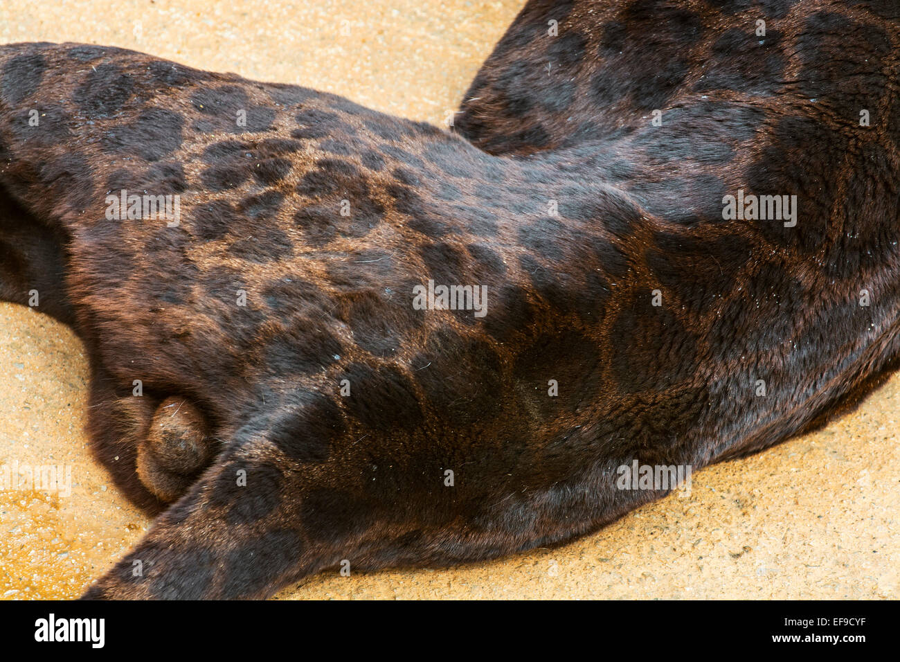 Fur showing spots of melanistic jaguar, black color morph of panther (Panthera onca), native to Central and South America Stock Photo