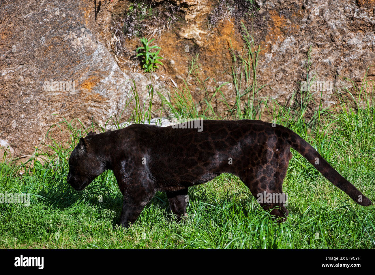 Black panther / melanistic jaguar (Panthera onca) with spots still visible, native to Central and South America Stock Photo