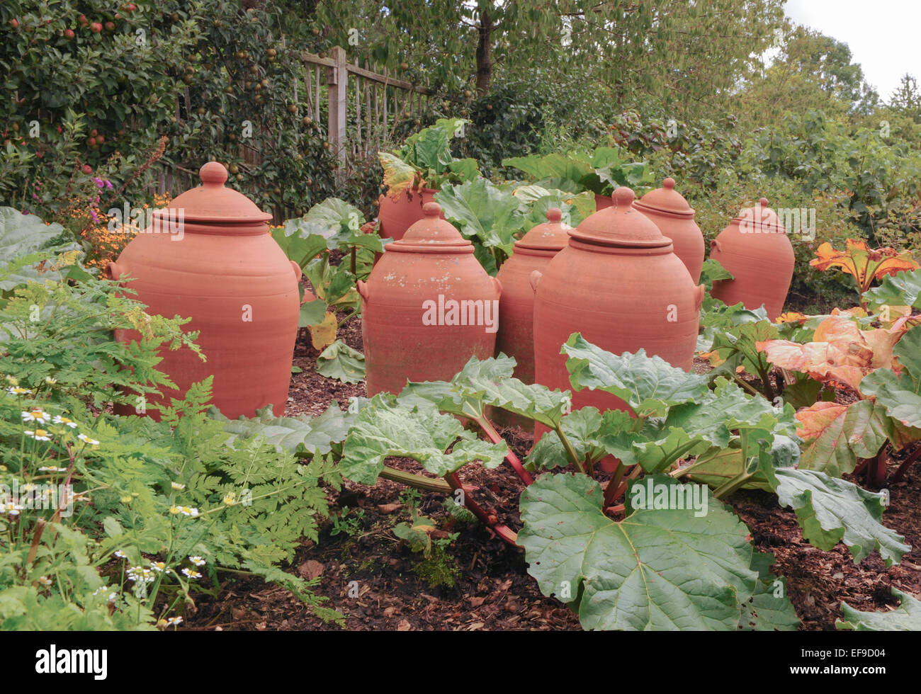 Terracotta Rhubarb Forcing Pots in the Fruit and Vegetable Garden at