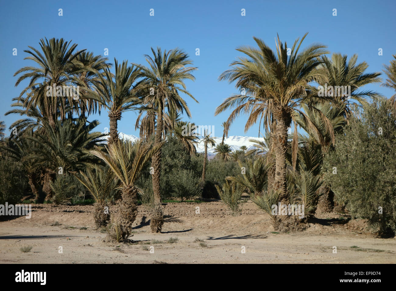 Palm grove hires stock photography and images Alamy