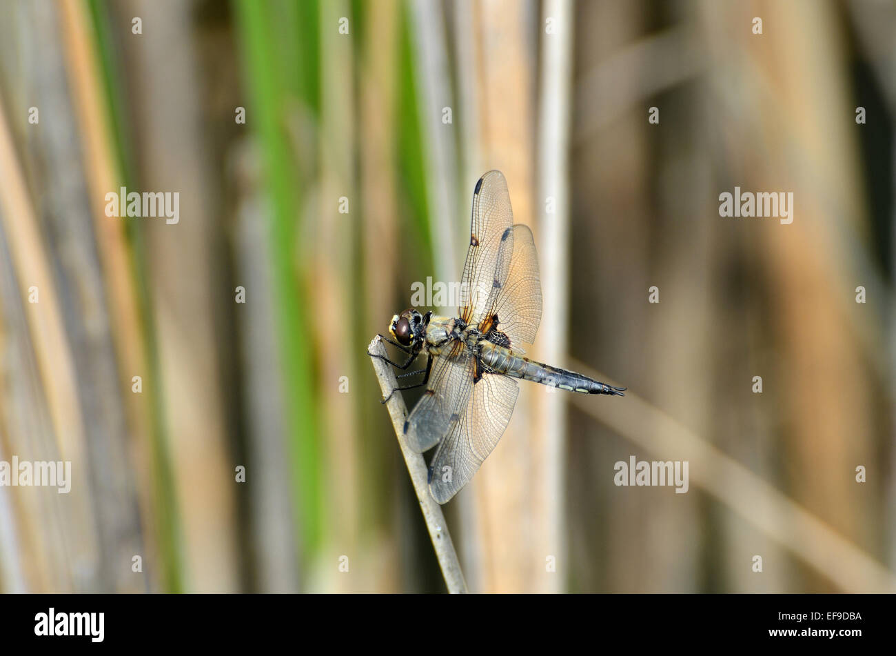 A dragonfly resting near a lake, in the countryside of France Stock Photo