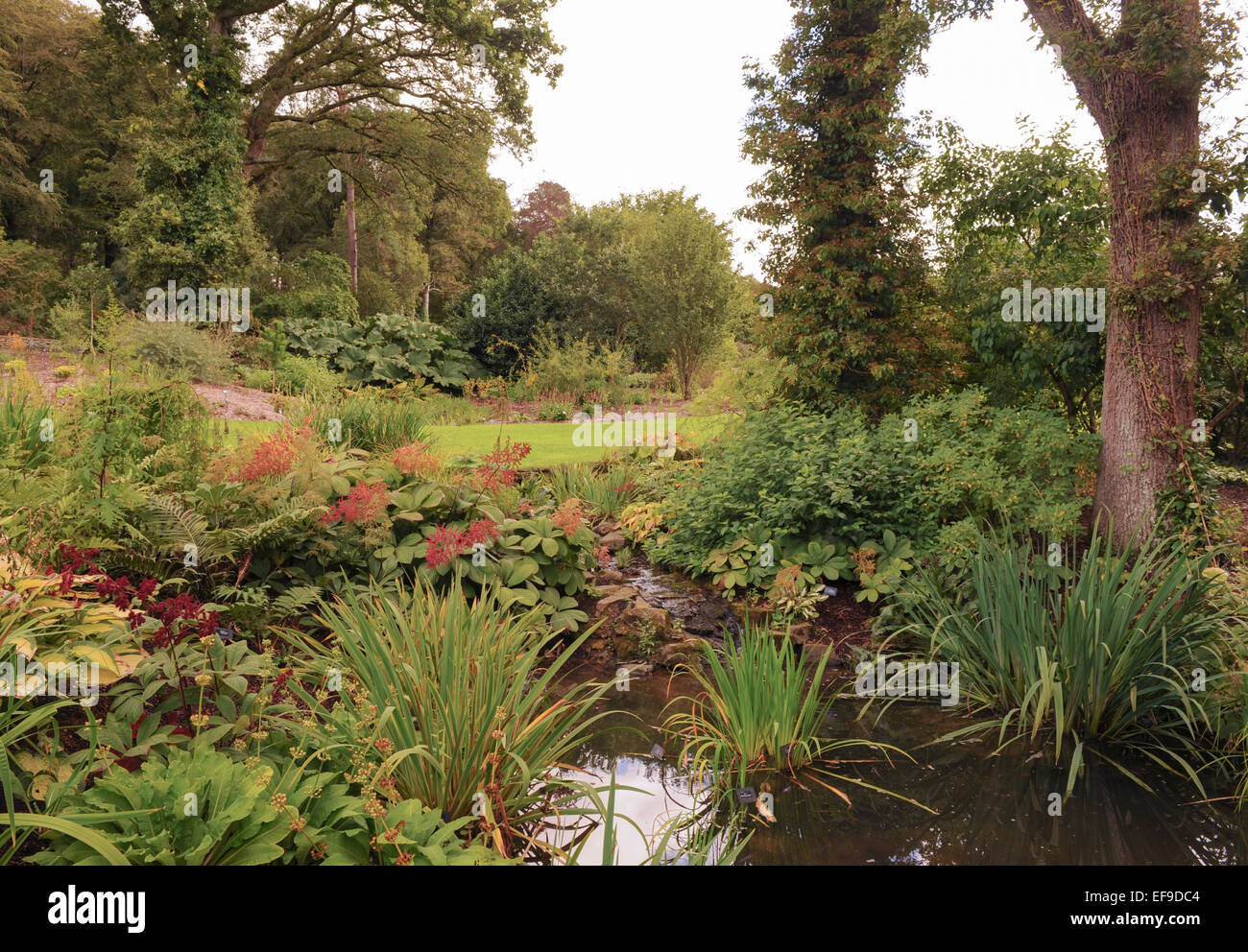 Bog Gardens at RHS Rosemoor, Devon, England, UK Stock Photo