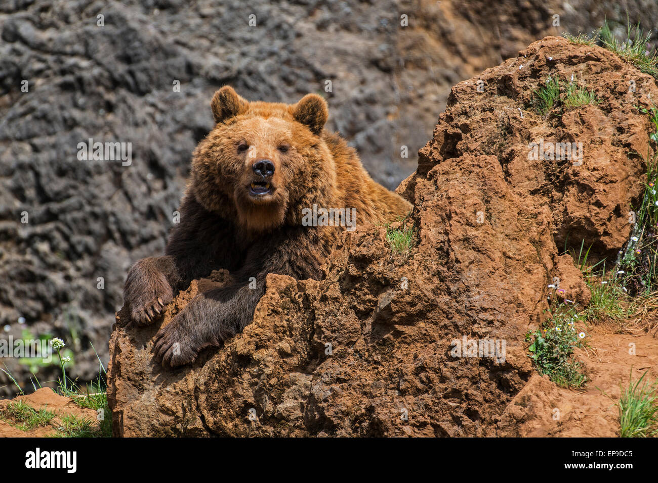 Eurasian brown bear (Ursus arctos arctos) sitting on rock and perfectly blending in with cliff face Stock Photo