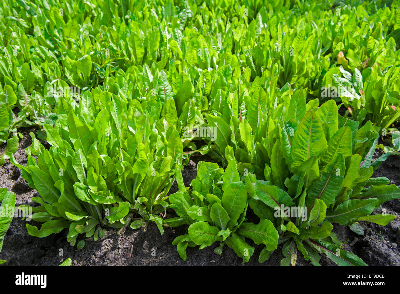 Common chicory (Cichorium intybus) cultivated for salad leaves in field Stock Photo
