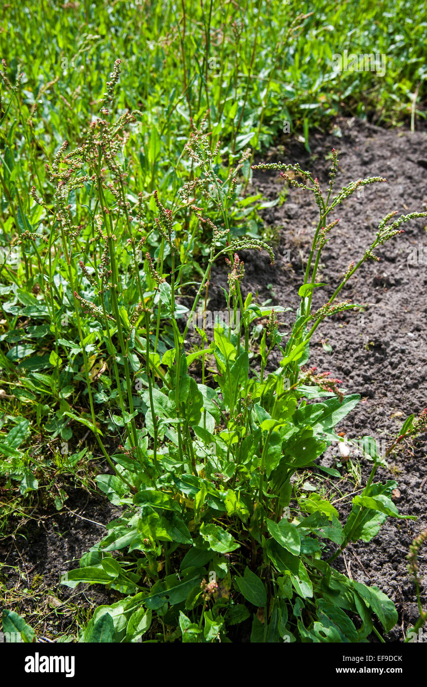 Common sorrel / garden sorrel (Rumex acetosa) in flower Stock Photo