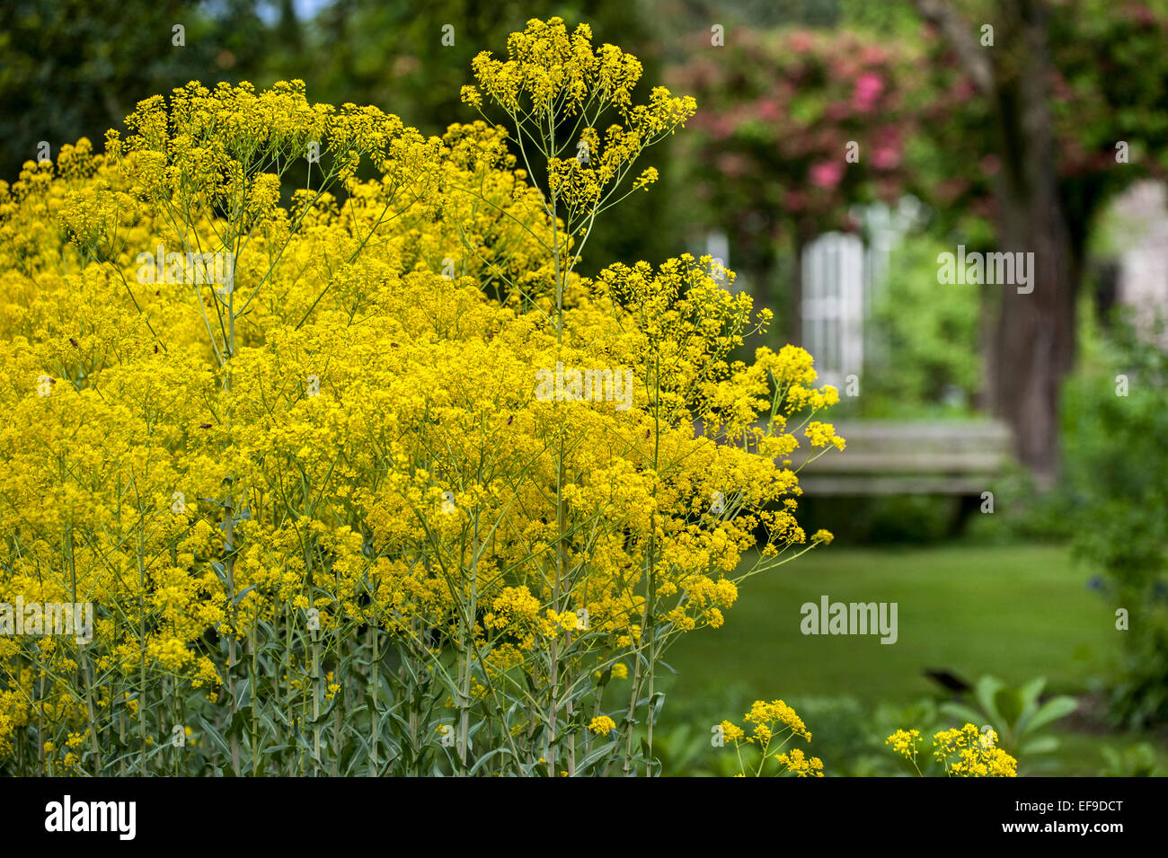Dyer's woad / glastum (Isatis tinctoria) in flower garden Stock Photo