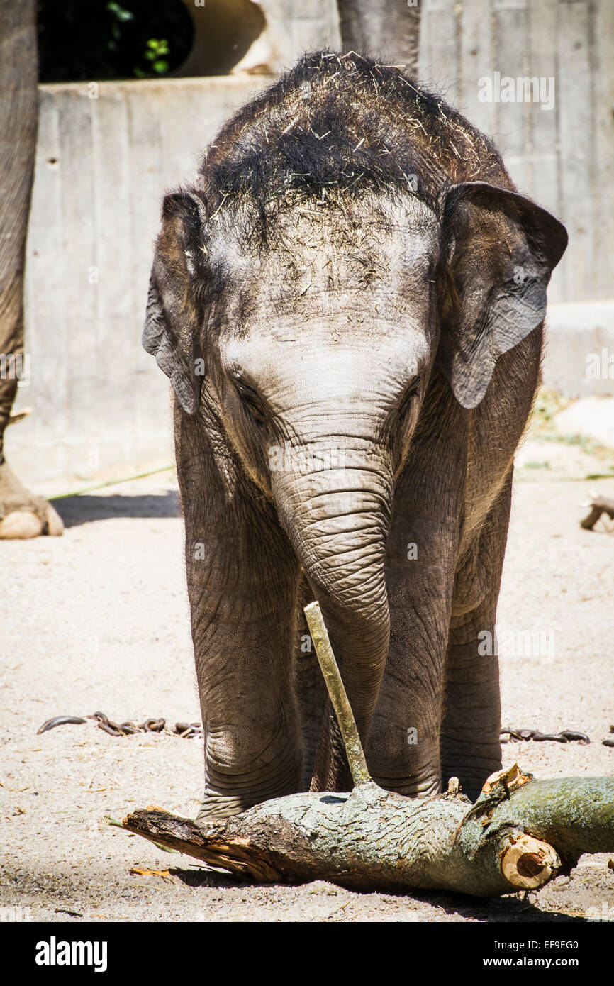 africa safari, baby elephant playing with a log of wood Stock Photo Alamy