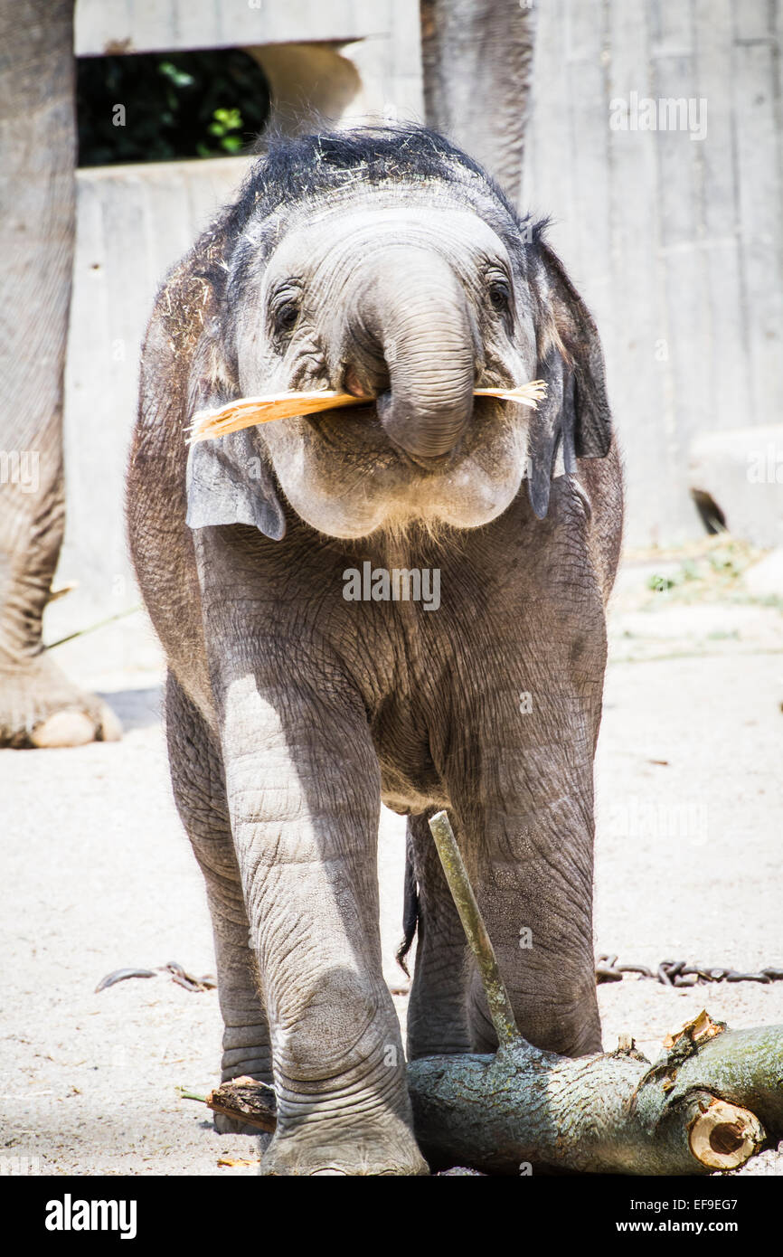 africa safari, baby elephant playing with a log of wood Stock Photo Alamy