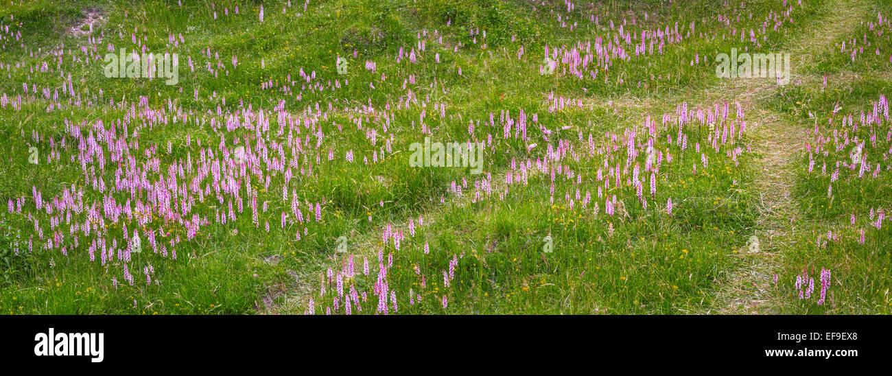 A field of various flowering Orchid species in Oxfordshire during the summer. Stock Photo