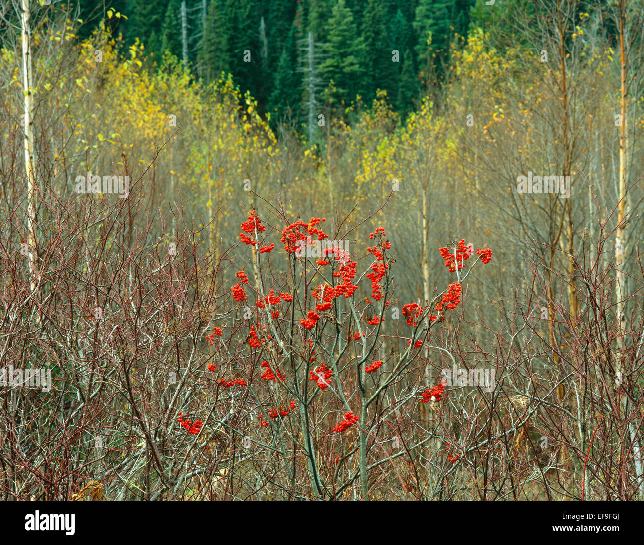 Mountain ash in the fall hires stock photography and images Alamy