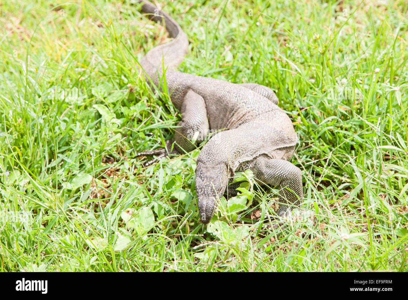 Indian Monitor Lizard at Yala National Park.Sri Lanka Stock Photo Alamy