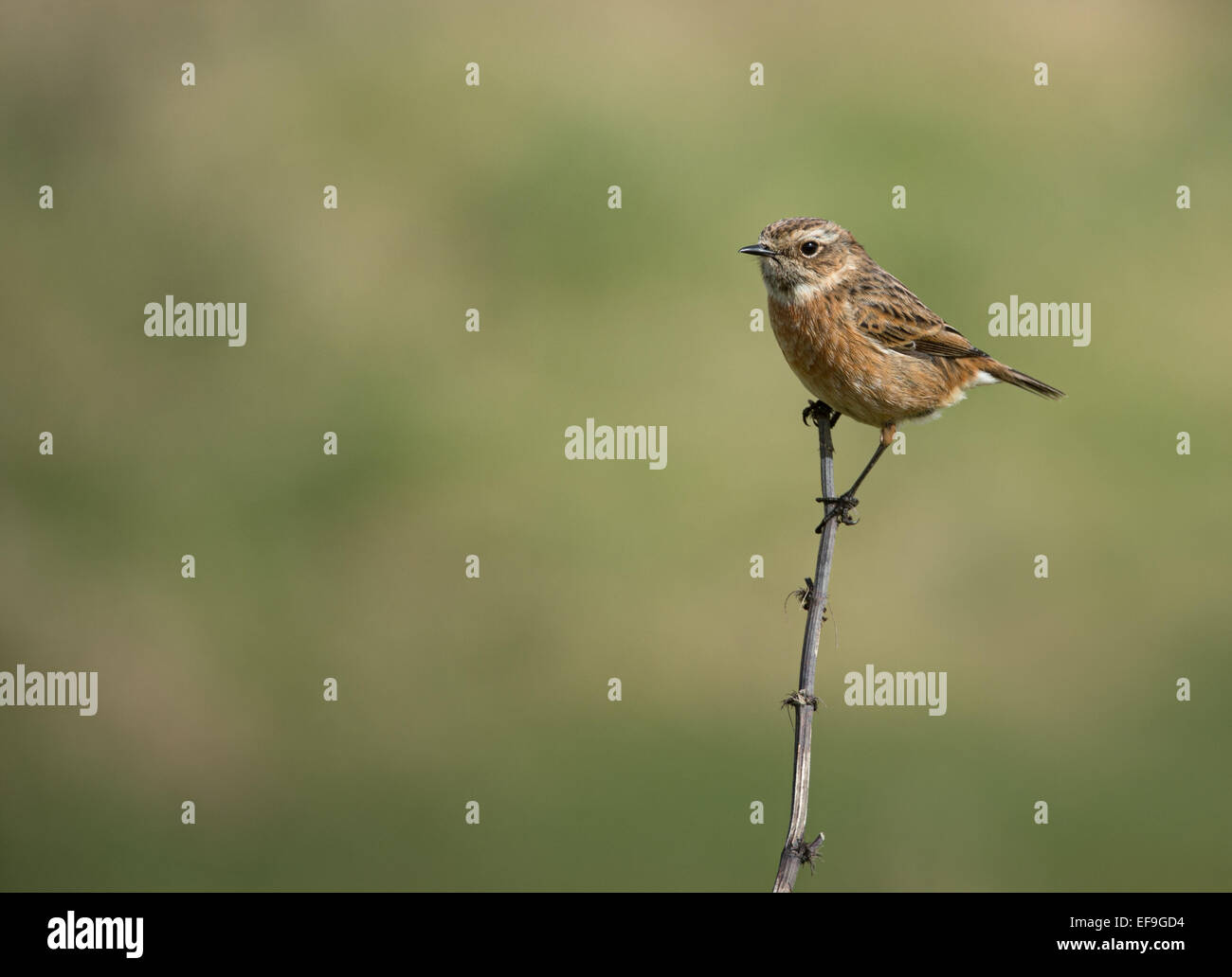 Stonechat on a twig Stock Photo
