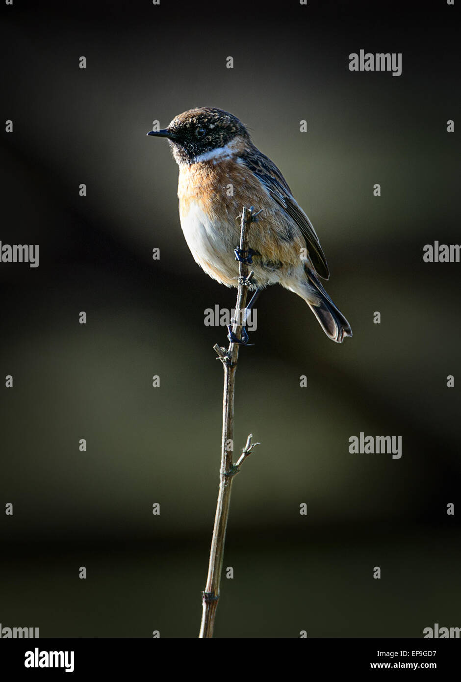 Stonechat on a twig with a dark background Stock Photo