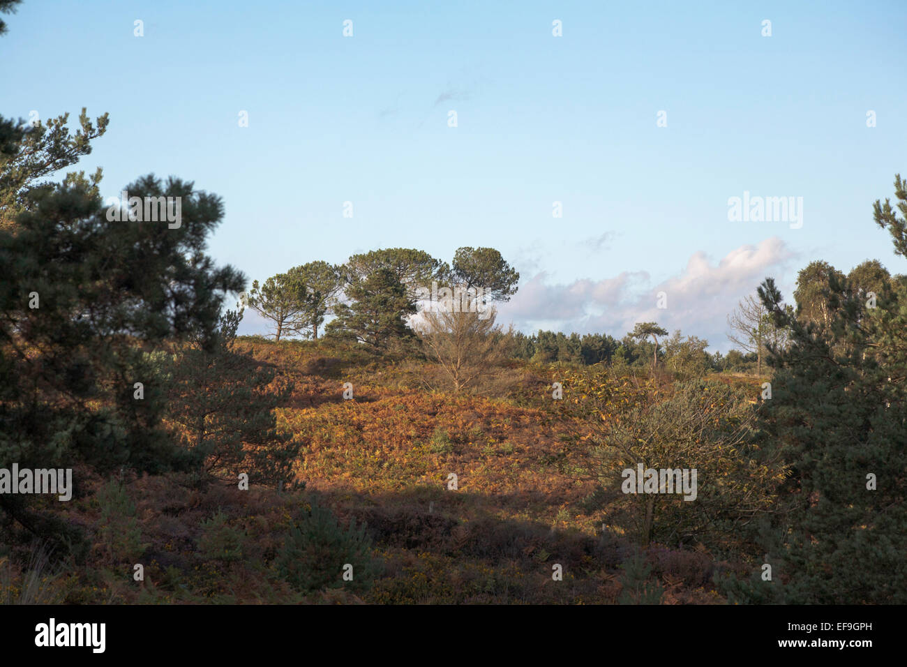 Scots Pine Wood Trees Canford Heath Poole Dorset England Stock Photo