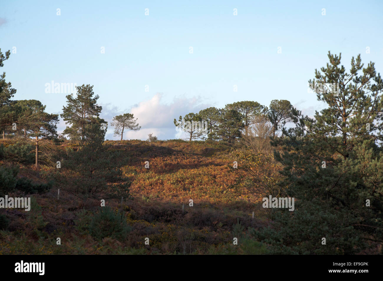 Scots Pine Wood Trees Canford Heath Poole Dorset England Stock Photo