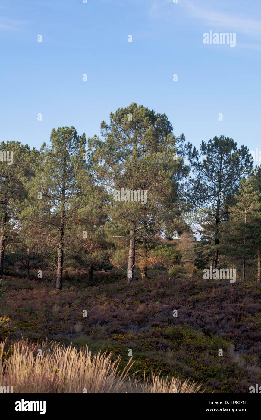 Scots Pine Wood Trees Canford Heath Poole Dorset England Stock Photo