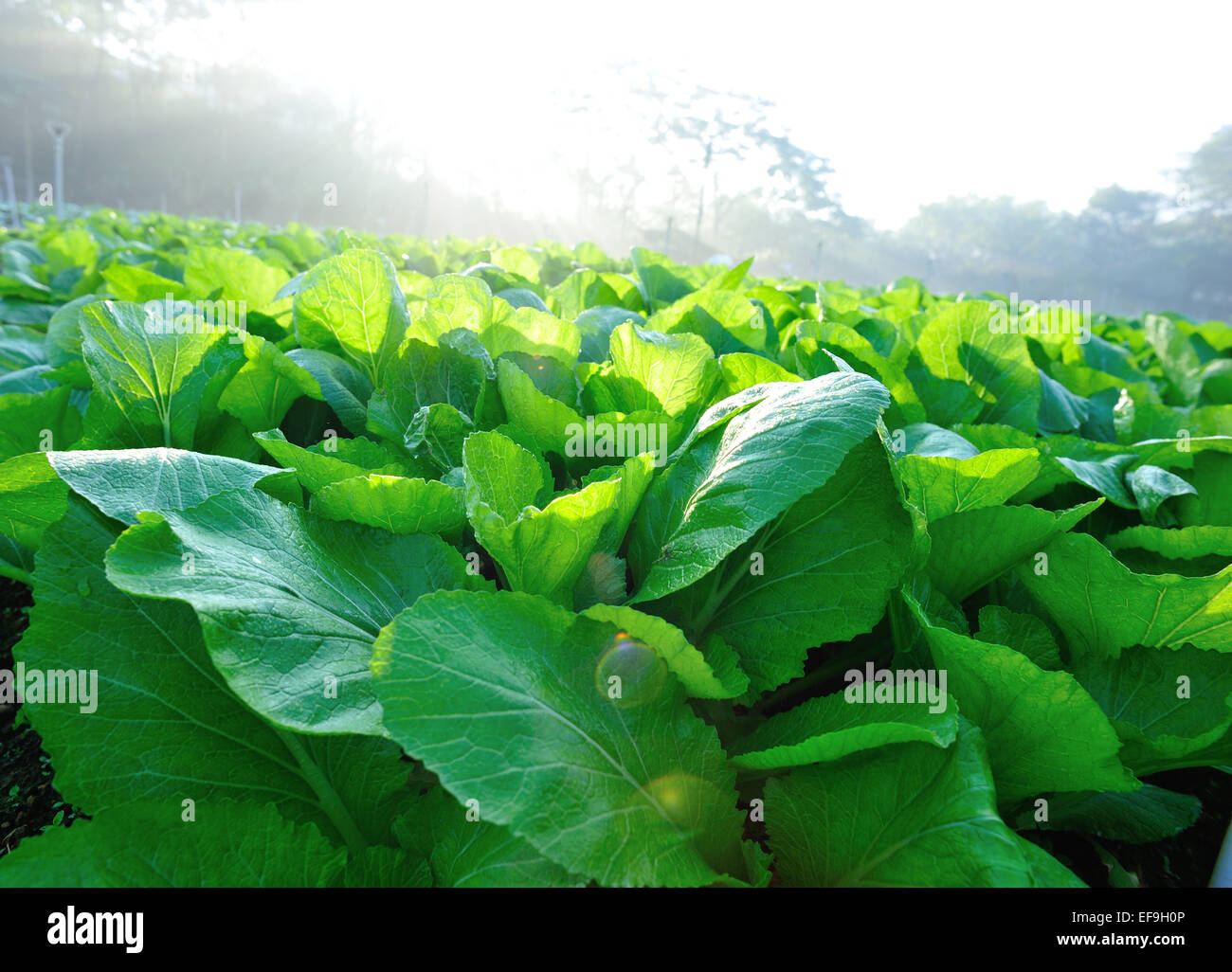 green leaf mustard plants growth at garden Stock Photo Alamy