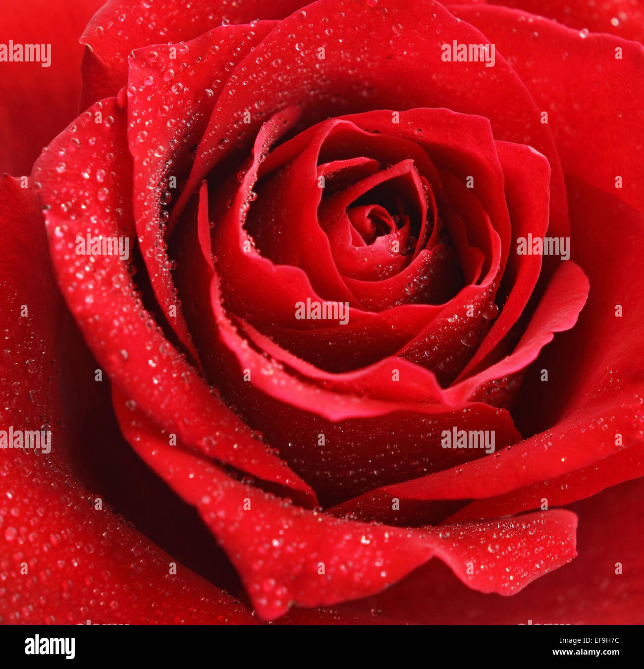 Closeup of red rose flower Stock Photo