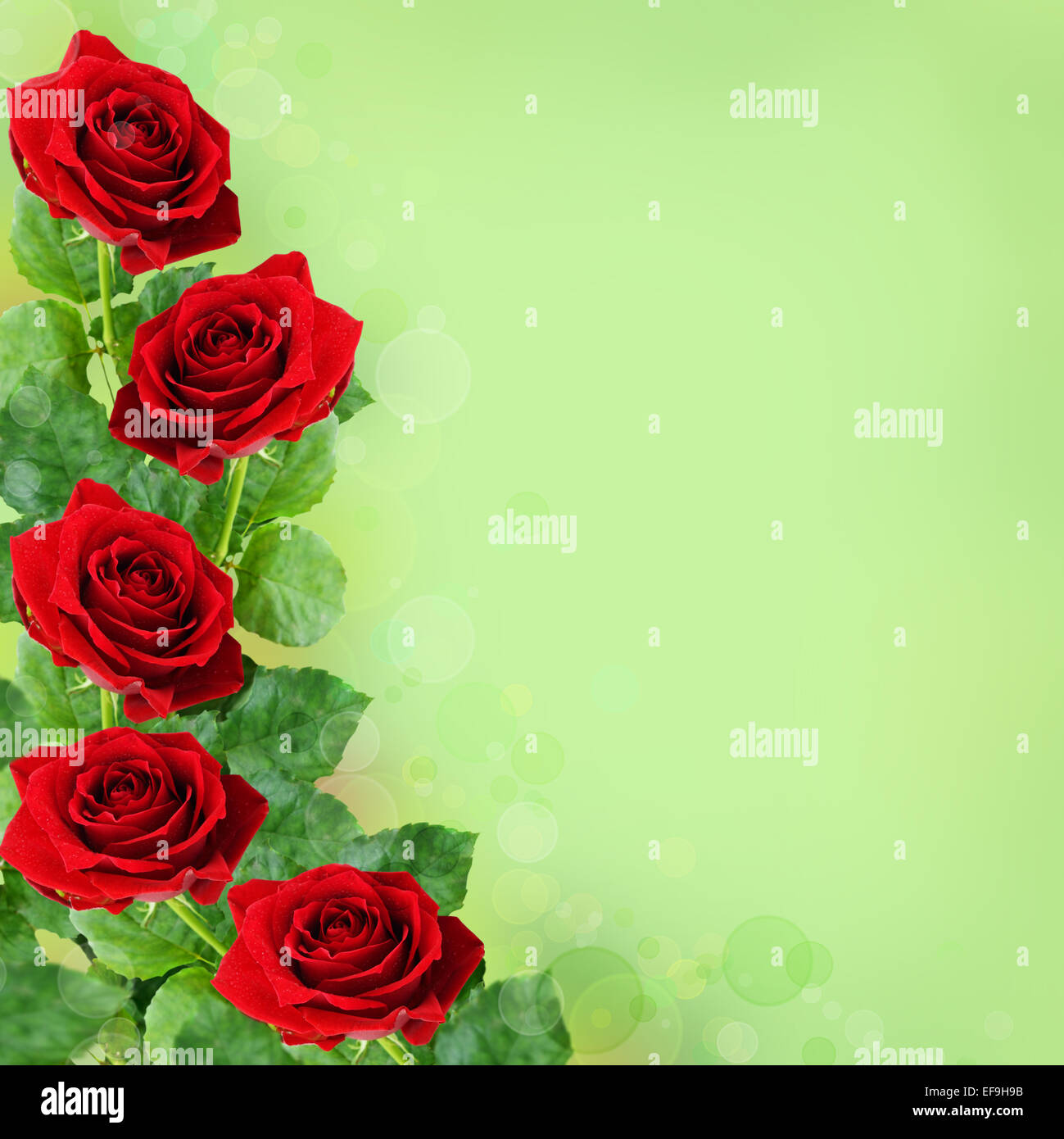 Red rose green background hi-res stock photography and images - Alamy