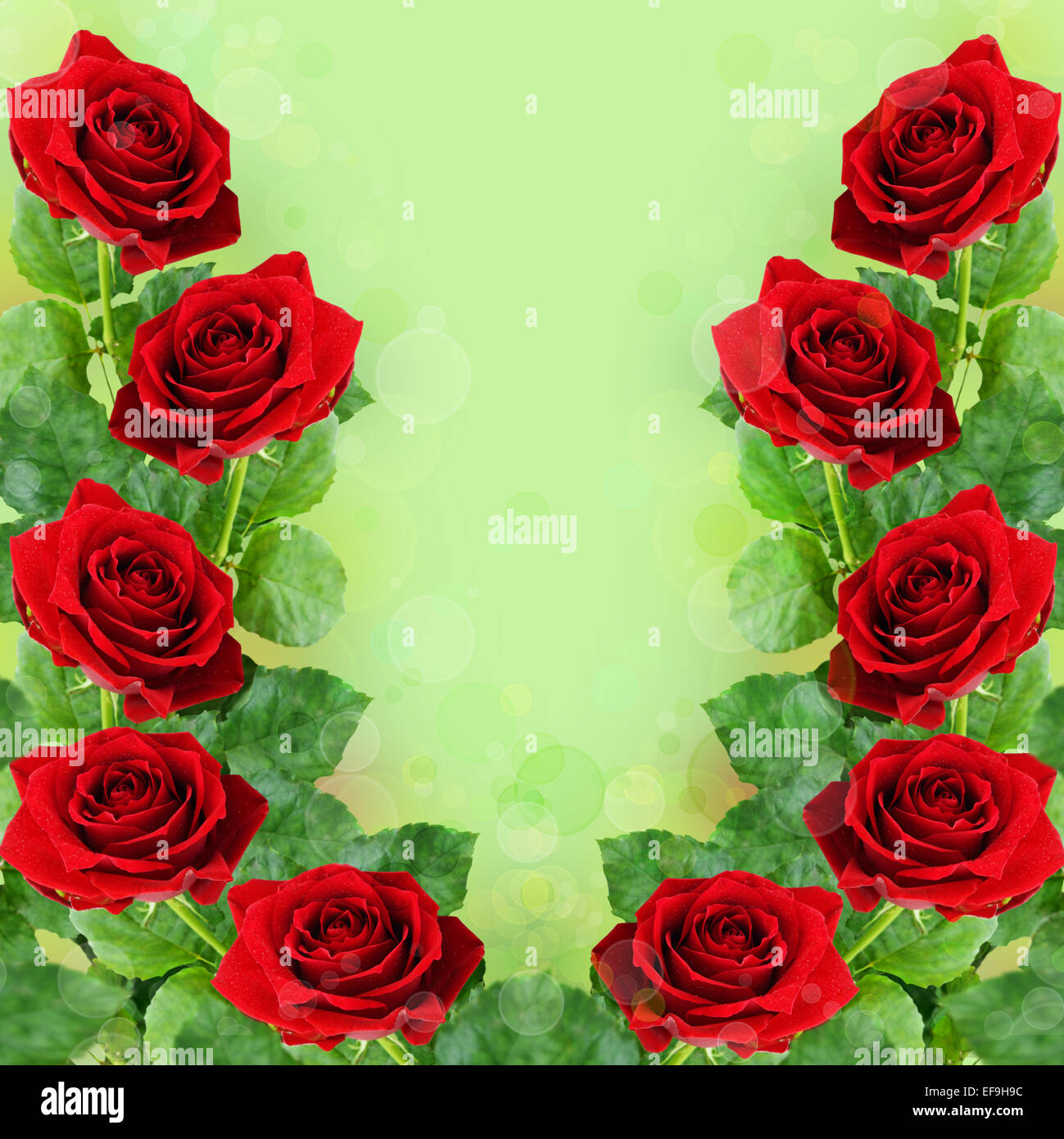 Red rose flowers on green background Stock Photo - Alamy