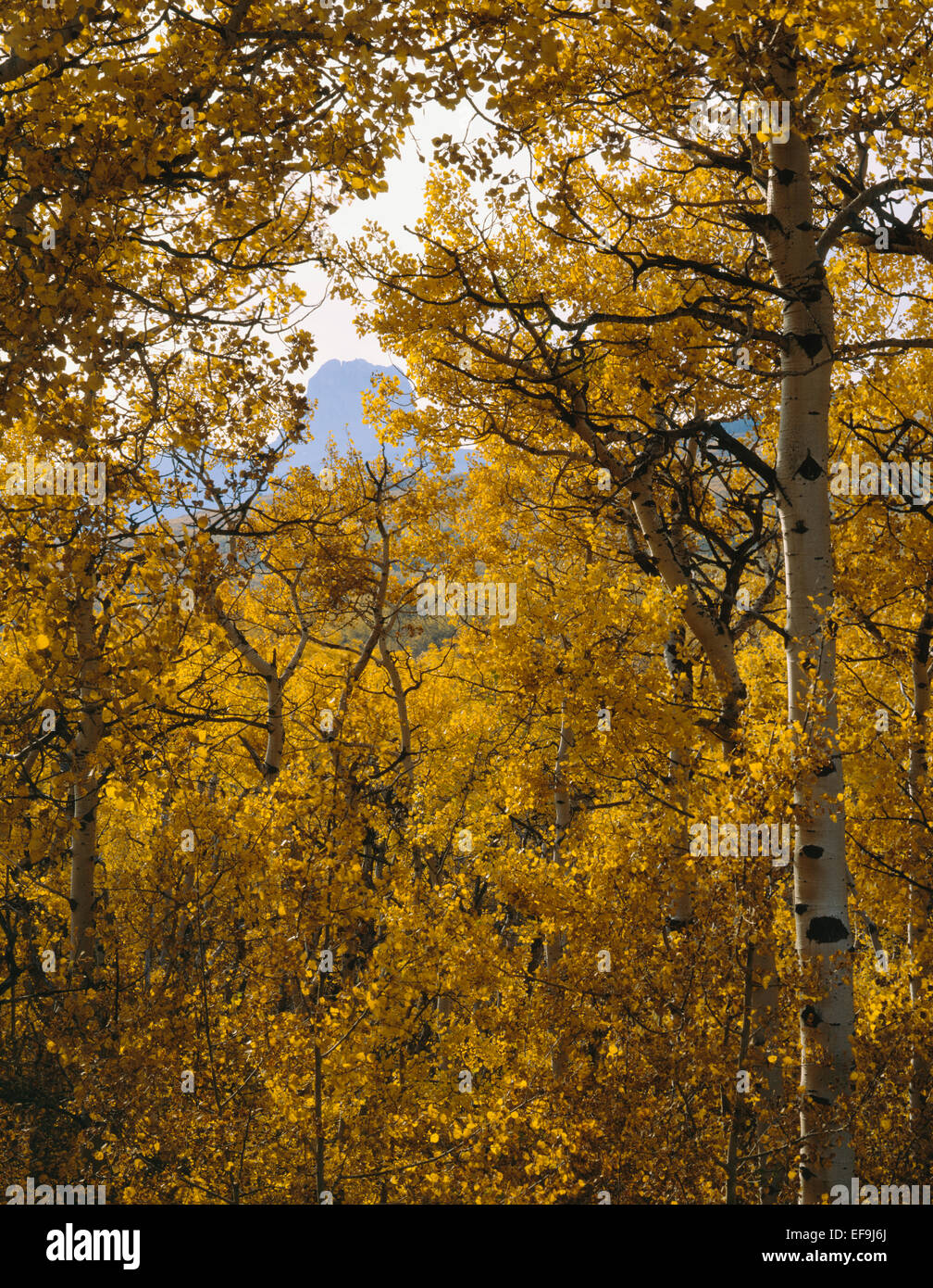 Yellow aspen trees frame Chief Mountain in fall,Glacier National Park, Montana, USA Stock Photo