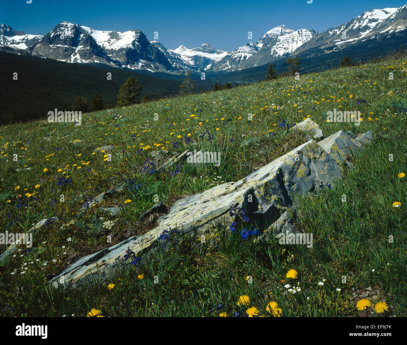Glacier national park montana wildflowers hi-res stock photography and ...