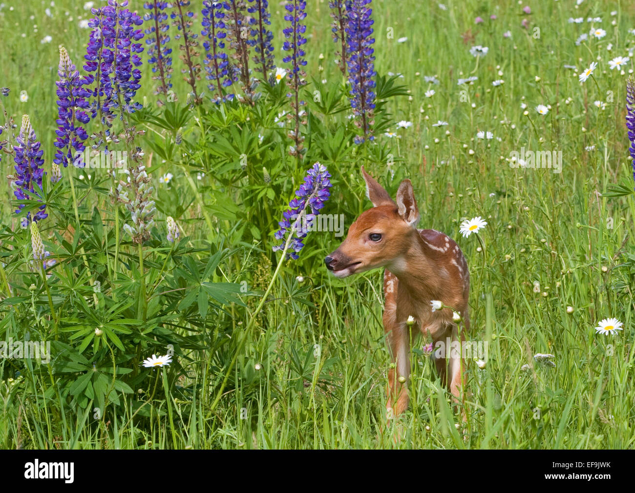 Lupine animal hires stock photography and images Alamy